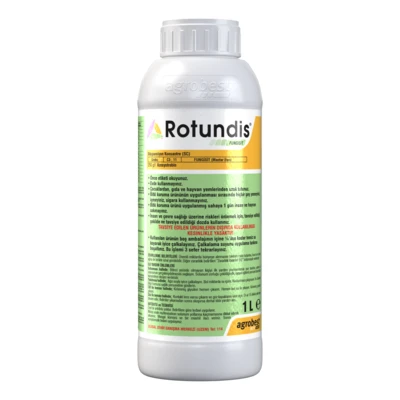 ROTUNDİS