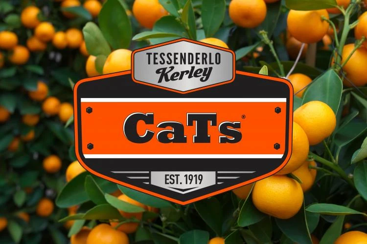 CaT's