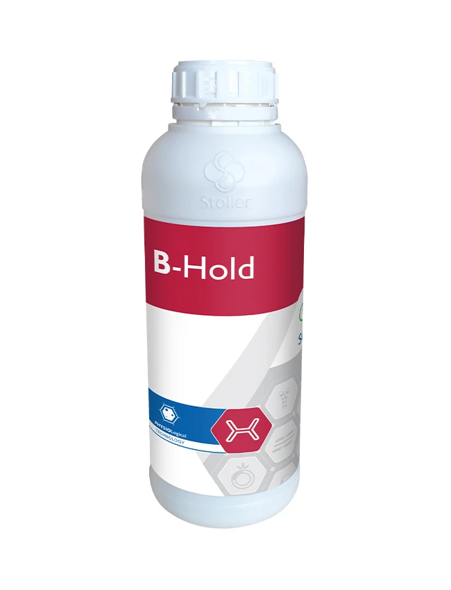 B-HOLD